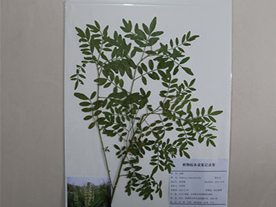 藥用植物覆膜標(biāo)本